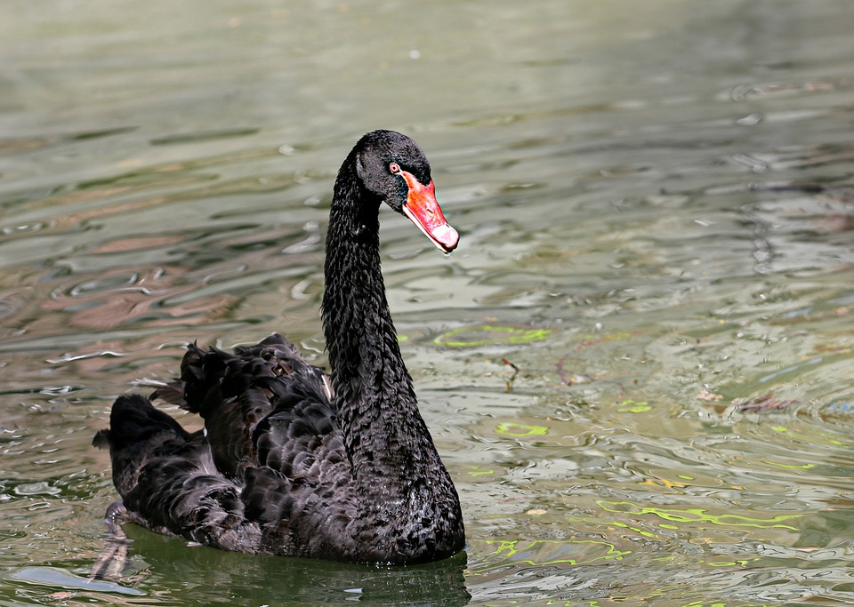 Schwarzer Schwan